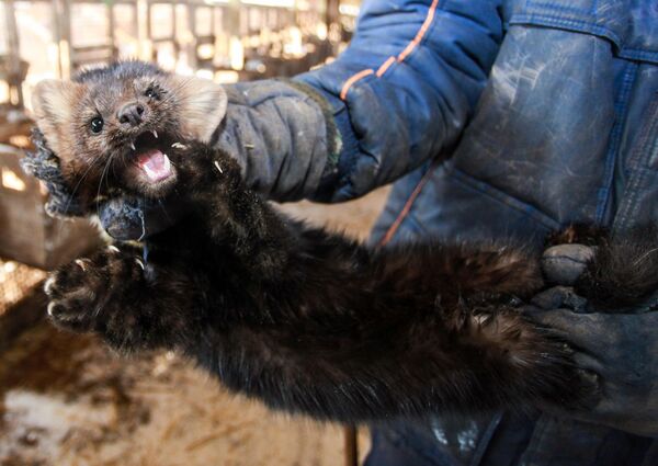 Меховые фермы в Украине: чем вреден 