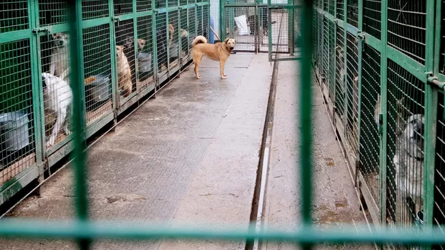 Собаки в вольерах на территории приюта для бездомных животных 