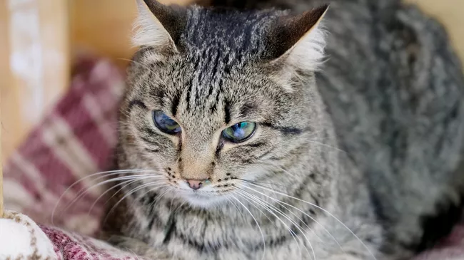 Кошка