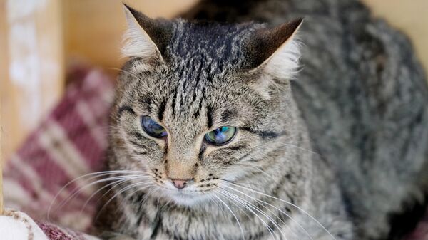 Кошка на территории приюта для бездомных животных Зоорассвет в Кусково