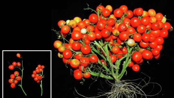 Генетически модифицированные томаты