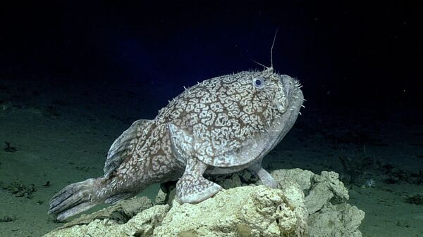 Редкая рыба-удильщик Шефера, обнаруженная учеными NOAA в Мексиканском заливе