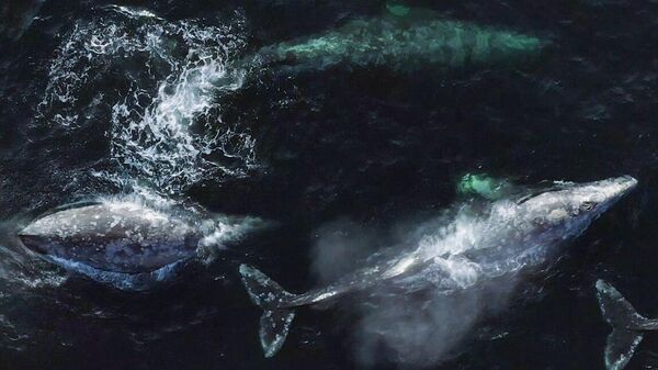 Экспедиция по изучению серых китов на Сахалине