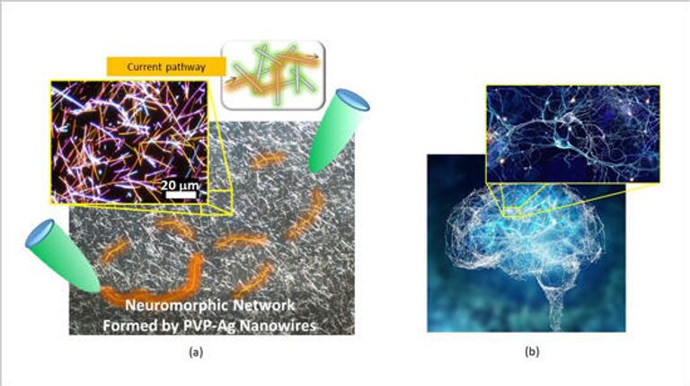 Слева - микрофотография нейроморфной сети, изготовленной исследователями. Сеть содержит многочисленные соединения между нанопроводами, которые действуют как синаптические элементы. Когда на сеть подается напряжение (между зелеными зондами), в сети образуются пути тока (оранжевого цвета). Справа - человеческий мозг и одна из его нейронных сетей