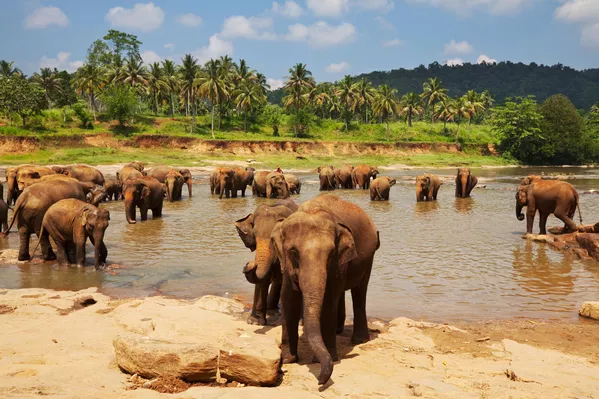 Приют для слонов на Шри-Ланке