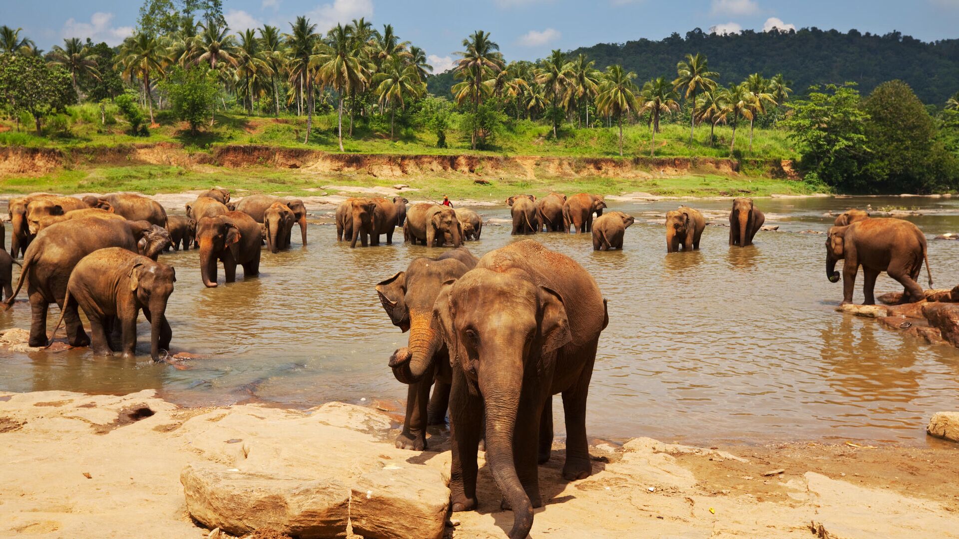 Приют для слонов на Шри-Ланке - РИА Новости, 1920, 07.01.2021