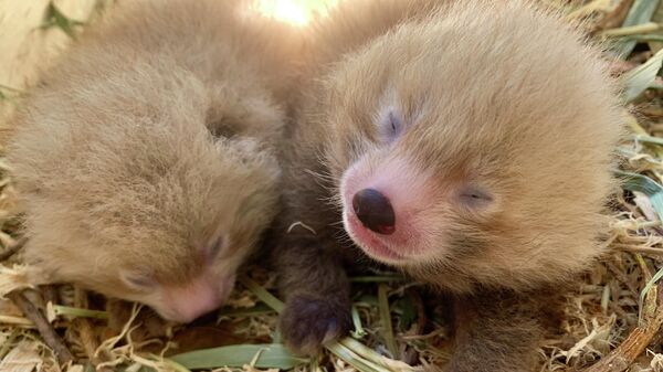 Детеныши красной панды родились в зоопарке Perth Zoo, Австралия