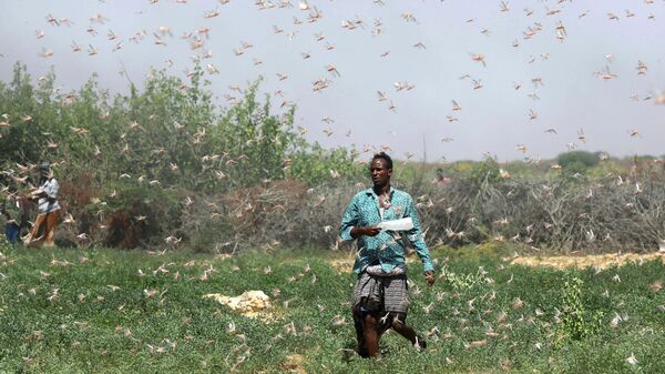 Сомалийский фермер во время нашествия саранчи