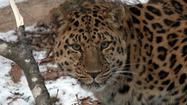 Корейский фотограф снял леопарда на видео в нацпарке в Приморье