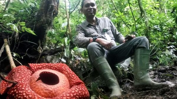 Мужчина рядом с гиганстким цветком Раффлезии диаметером 111 см, найденном в природном  заповеднике в Агаме, Западная Суматра. 2 января 2020
