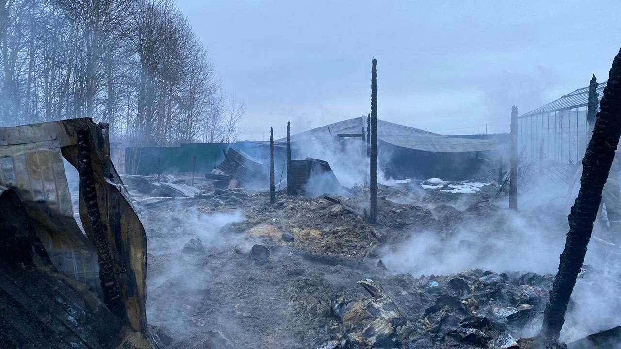 Последствия пожара на территории дачного товарищества в Раменском районе - РИА Новости, 1920, 07.01.2020