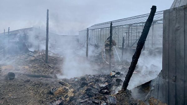 Сотрудники МЧС РФ на тушении пожара на территории тепличного комплекса в деревне Нестерово в Московской области