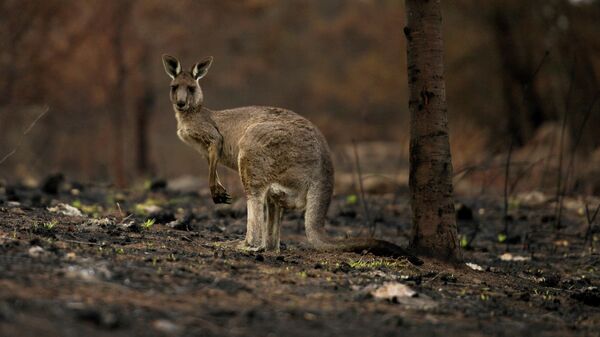 Раненый кенгуру в Кобарго, Австралия