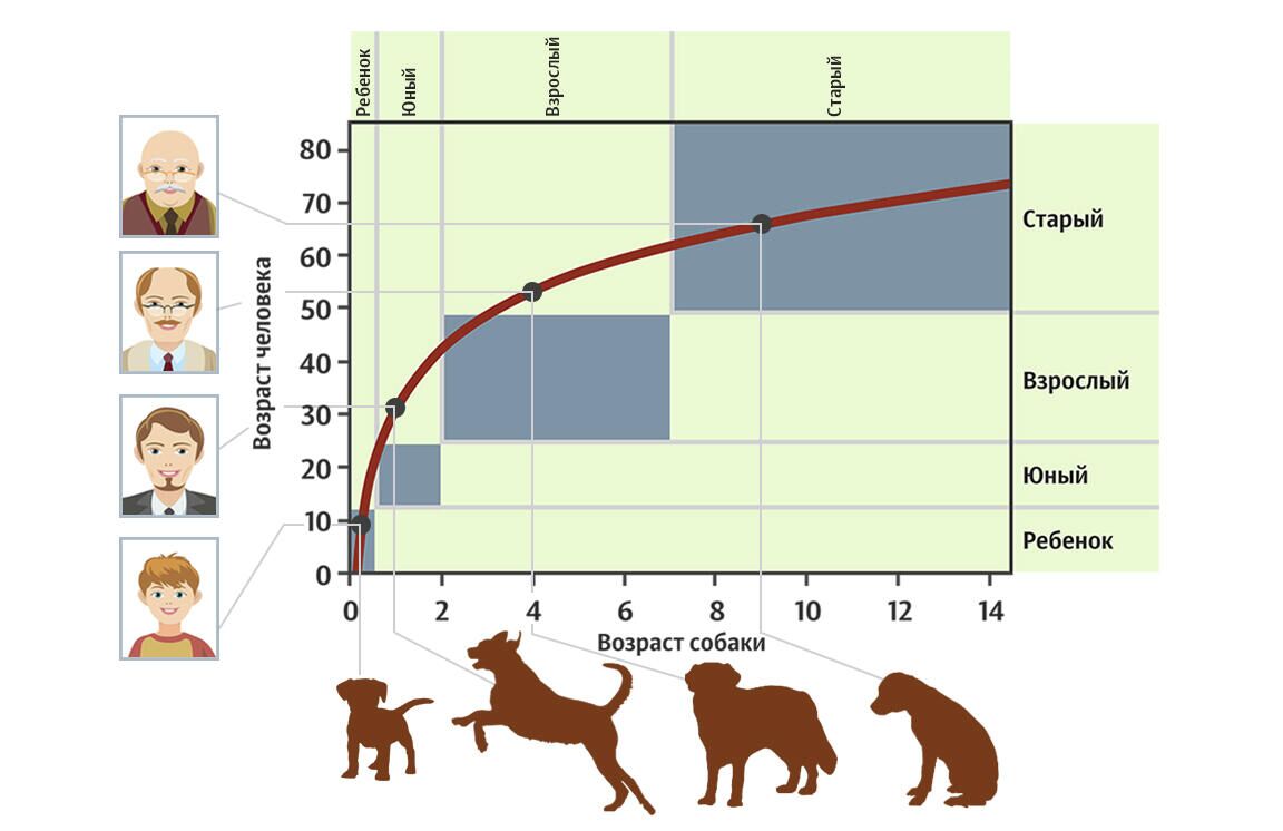 Расчет биологического возраста собаки в человеческих годах - РИА Новости, 1920, 25.09.2020