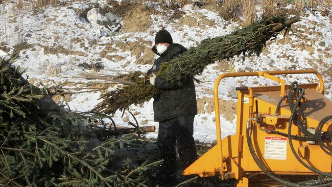 Рабочий комплекса по переработке и утилизации твердых бытовых отходов занимается утилизацией новогодних елок