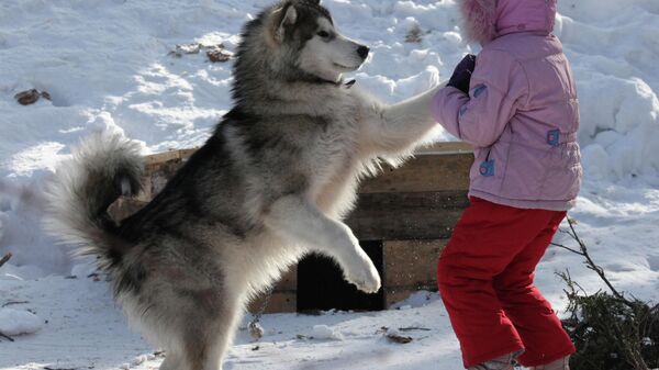 Сторожевой пес и девочка на горнолыжном курорте в Приморском крае
