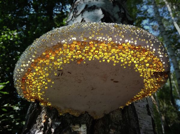 Древесный гриб, покрытый росой. Игорь Улитин, номинация Мобильное фото