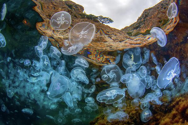 Скопление медуз Аурелий на фоне скалистых берегов. Андрей Сидоров, номинация Подводная съемка