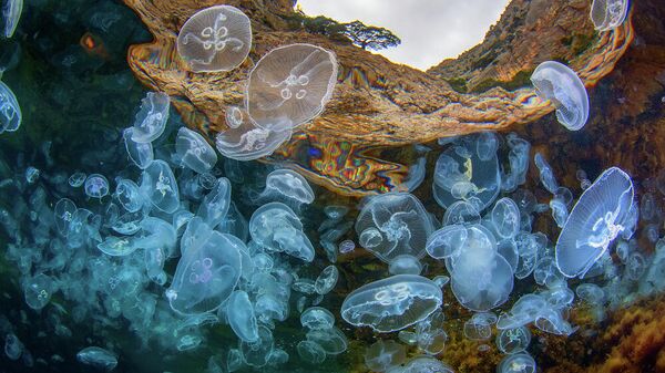 Скопление медуз Аурелий на фоне скалистых берегов. Андрей Сидоров, номинация Подводная съемка