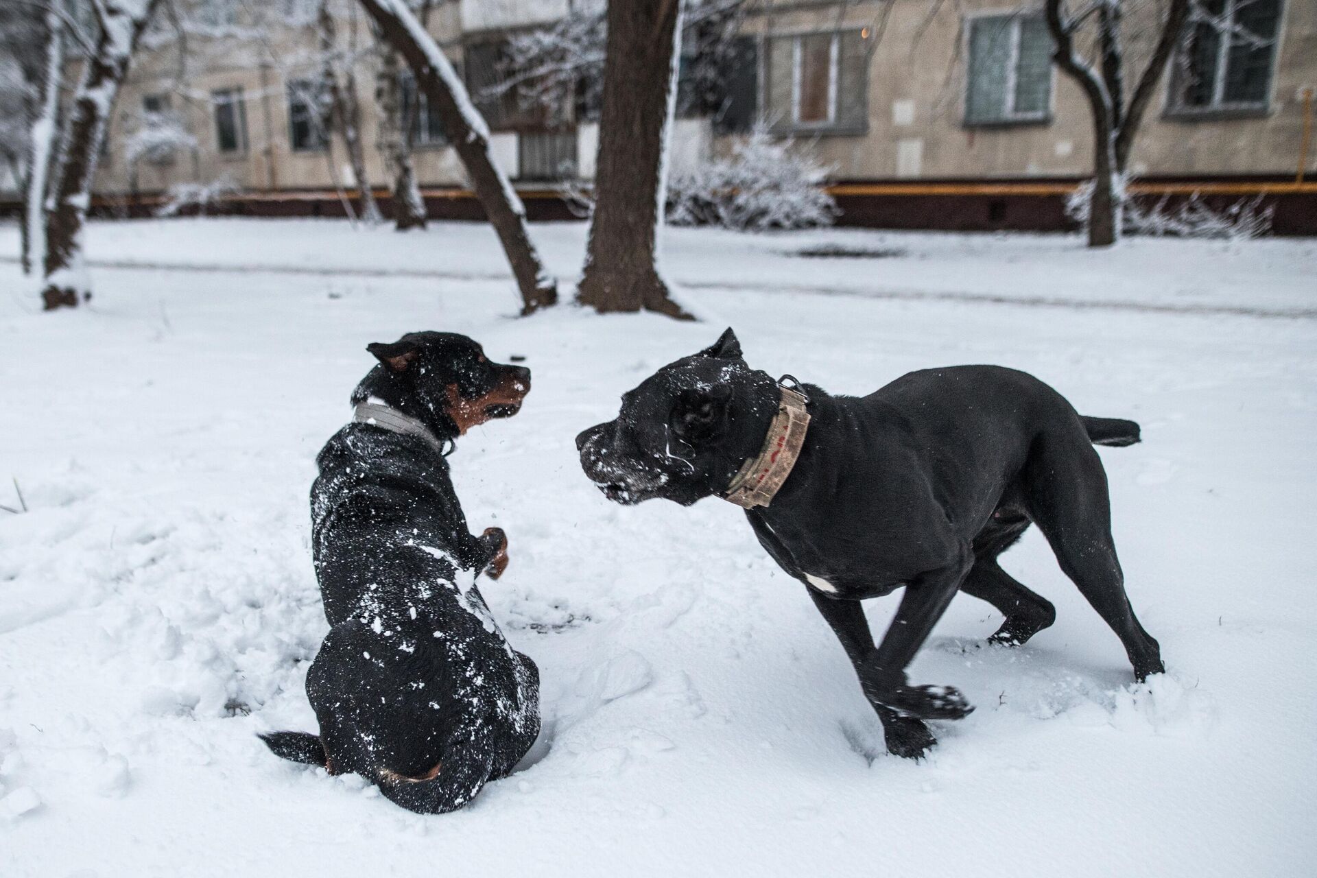 Домашние собаки на прогулке в одном из московских дворов - РИА Новости, 1920, 11.03.2021