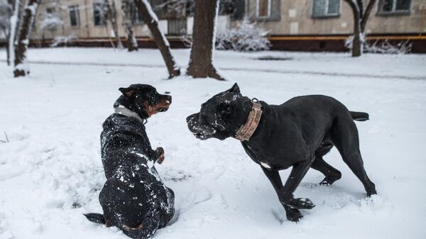 Домашние собаки на прогулке в одном из московских дворов