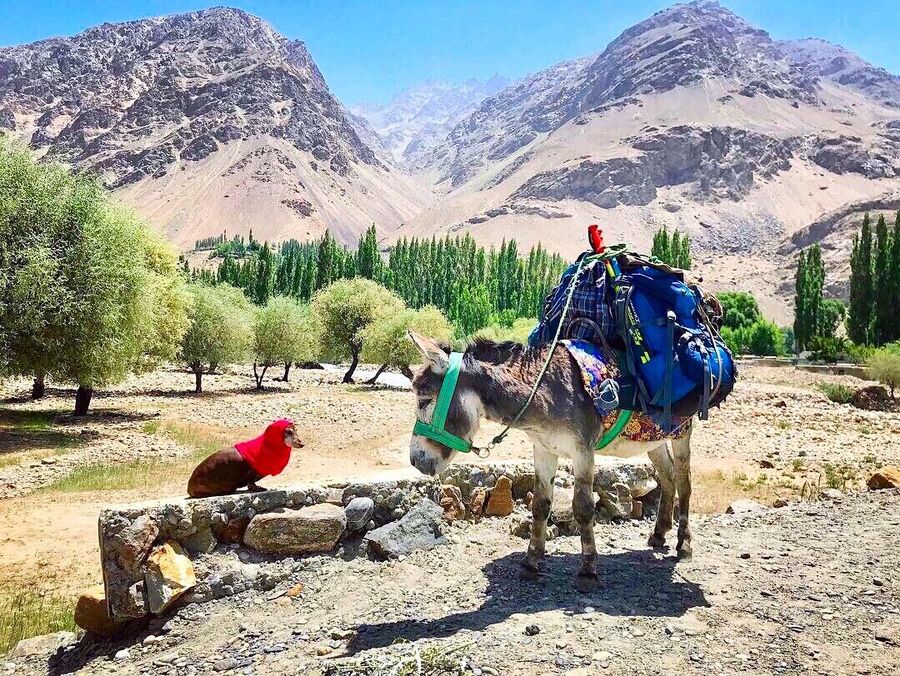 Такса Капа и ослик Бро, Таджикистан 2018
