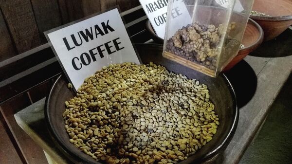 Бали. Лювак называют самым дорогим кофе в мире