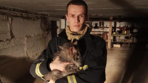 Сотрудник МЧС с кошкой, спасенной в подвале школы №8 Губкина
