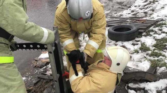 Спасение котенка в поселке Ракитное Белгородской области 