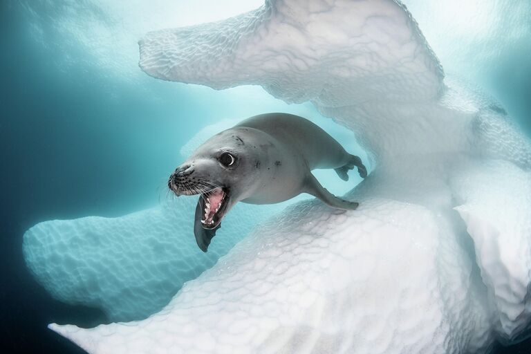 Greg Lecoeur. Работа победителя конкурса 2019 Ocean Art Underwater Photo Competition