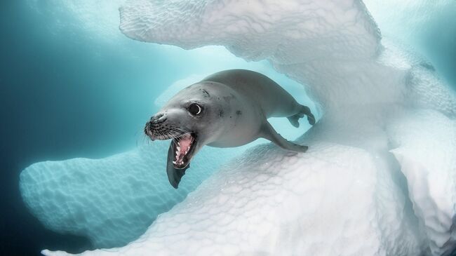 Greg Lecoeur. Работа победителя конкурса 2019 Ocean Art Underwater Photo Competition