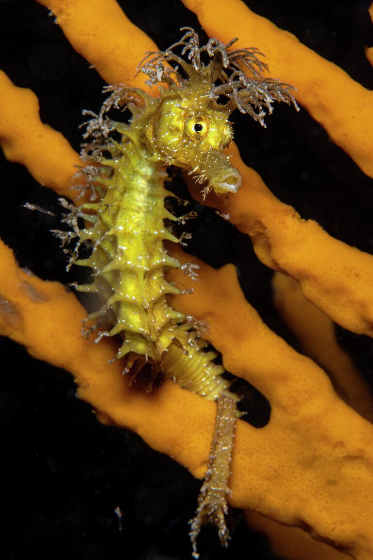 Stephano Cerbai. Работа победителя конкурса 2019 Ocean Art Underwater Photo Competition