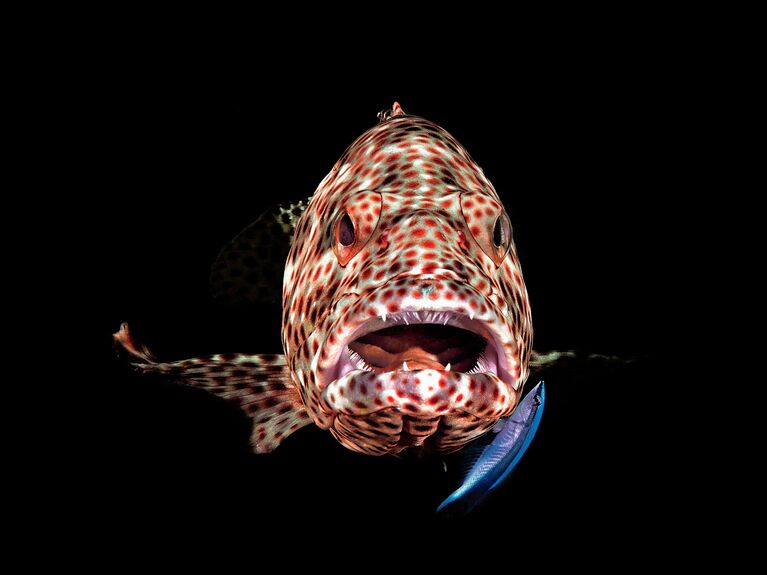 Ferenc Lorincz. Работа победителя конкурса 2019 Ocean Art Underwater Photo Competition