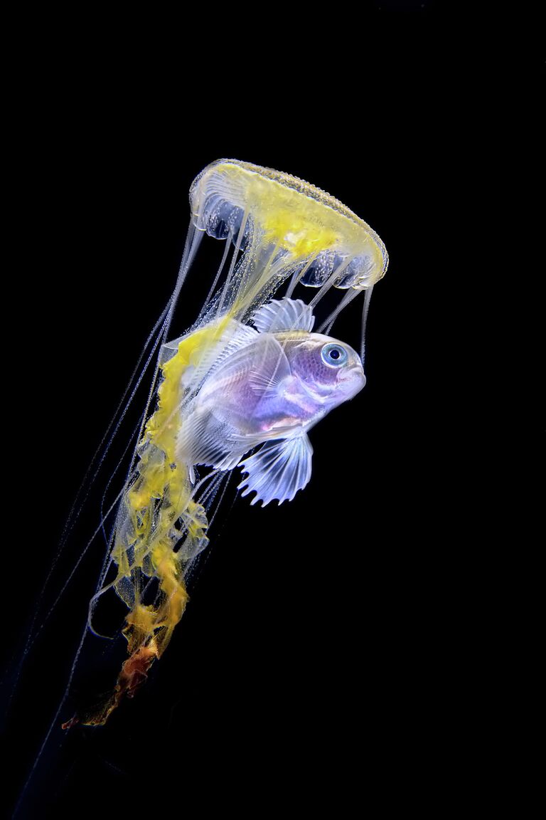 Tianhong Wang. Работа победителя конкурса 2019 Ocean Art Underwater Photo Competition