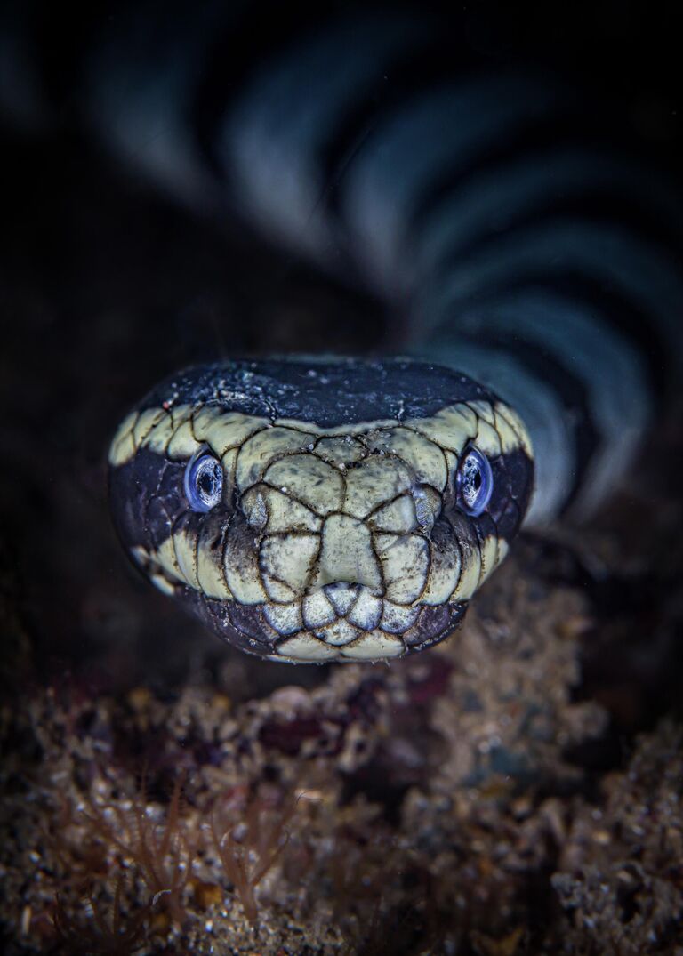 Dave Johnson. Работа победителя конкурса 2019 Ocean Art Underwater Photo Competition