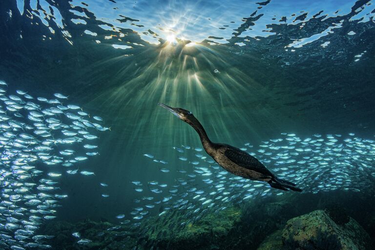 Hannes Klostermann. Работа победителя конкурса 2019 Ocean Art Underwater Photo Competition