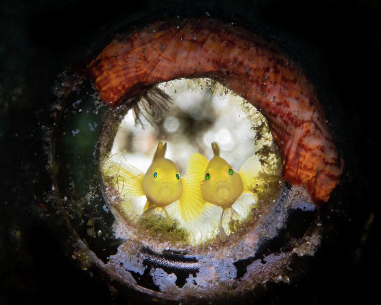 George Kuo-Wei Kao. Работа победителя конкурса 2019 Ocean Art Underwater Photo Competition