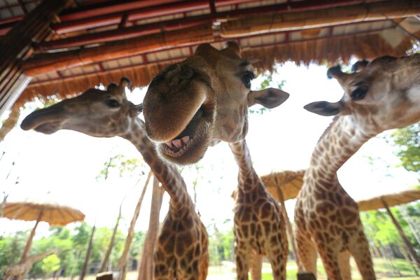 Жирафы в сафари-парке VinPearl на острове Фокуок во Вьетнаме