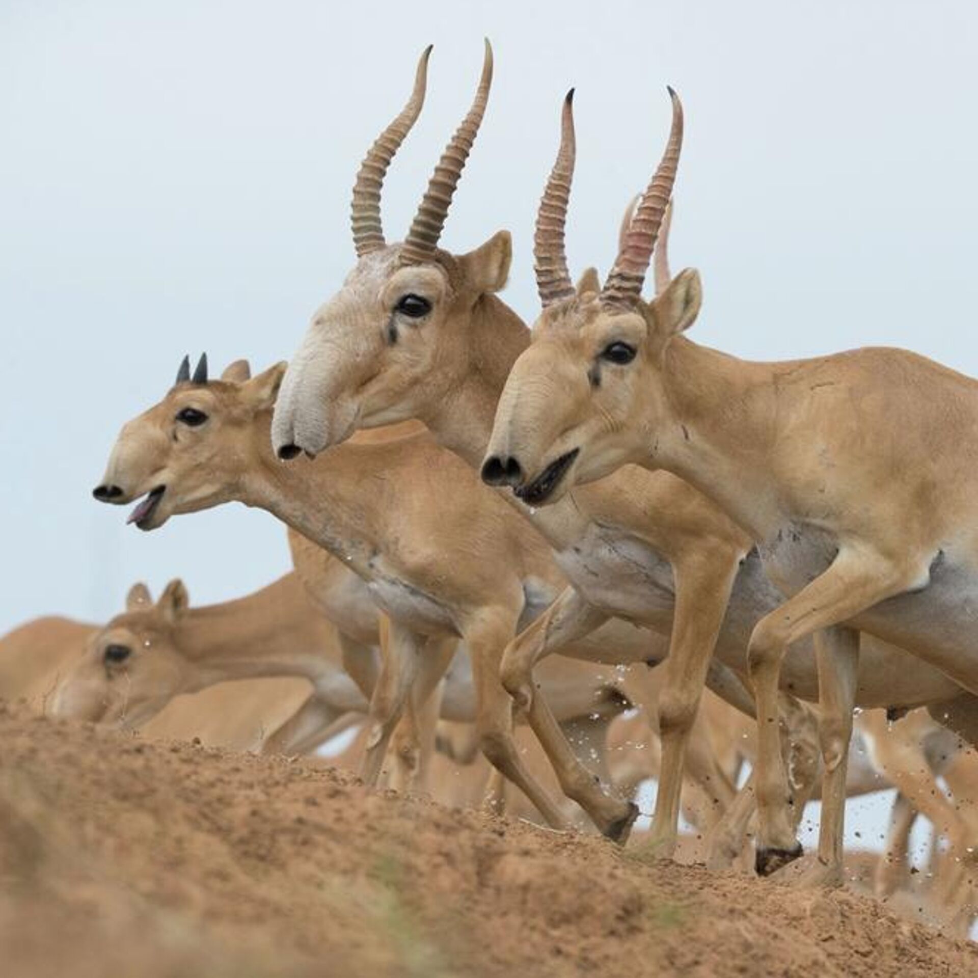 Антилопа гарна (Antilope cervicapra)
