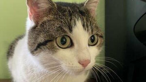 Фотография кошки, выставленной на продажу на сайте Avito за 20 миллионов рублей