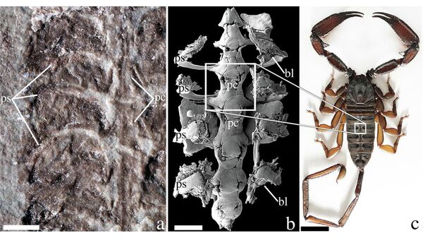 Фрагмент окаменелости Parioscorpio venator (слева). Ученые обнаружили, что органы дыхания и кровообращения древнего животного (в центре) идентичны современным скорпионам (справа)
