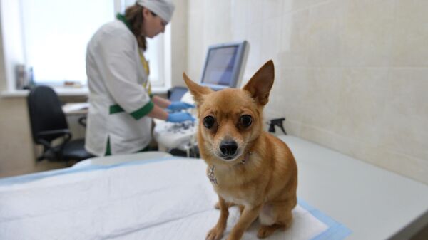 Собака перед осмотром в Челябинской ветеринарной станции