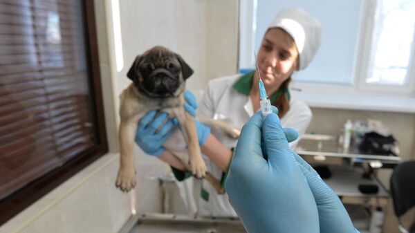 Ветеринары выполняют медицинские процедуры с собакой