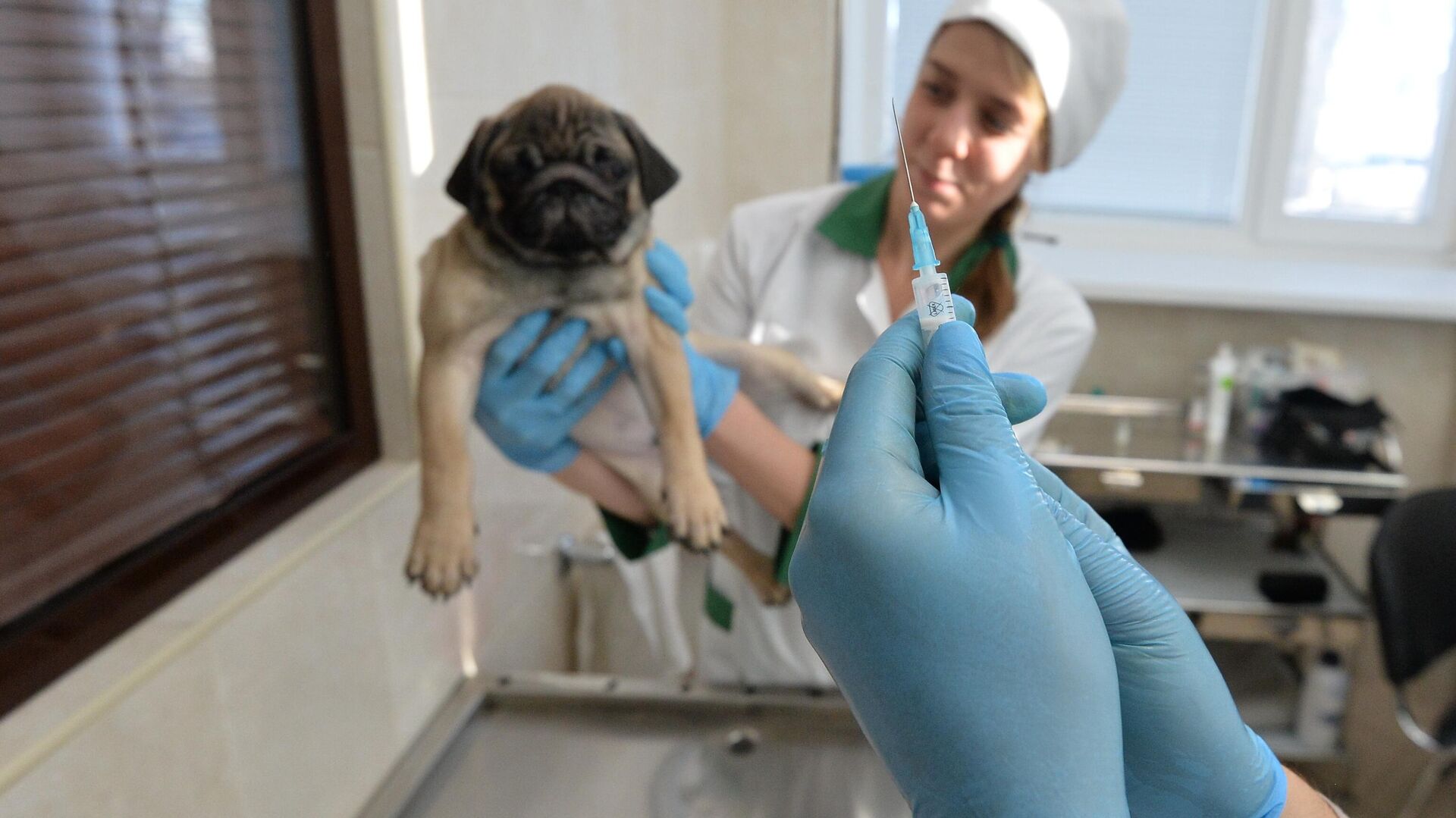 Ветеринары выполняют медицинские процедуры с собакой - РИА Новости, 1920, 11.10.2021