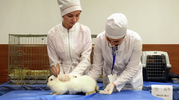 Студенты факультета Биоинженерия и ветеринарная медицина ДГТУ берут анализы у кролика