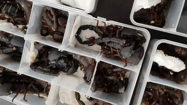 Скорпионы, обнаруженные таможенниками Шри-Ланки в ручной клади пассажира в аэропорту Бандаранаике