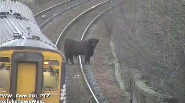 Корова на железнодорожных путях в Шотландии