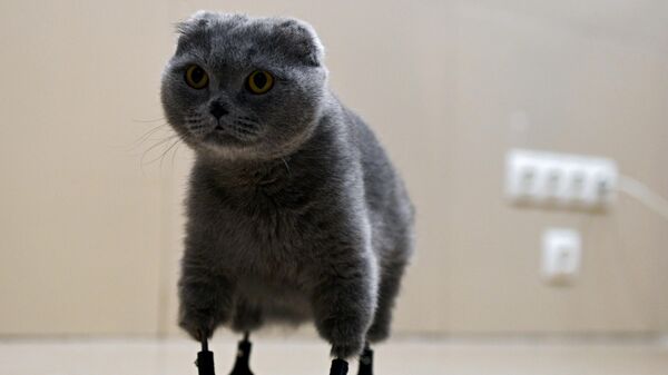 Кошка по кличке Дымка в ветеринарной клинике Бэст в Новосибирске