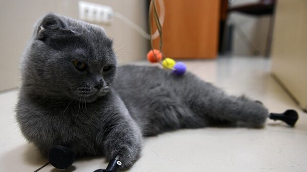 Кошка по кличке Дымка в ветеринарной клинике Бэст в Новосибирске
