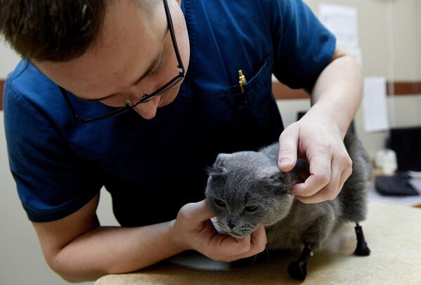 Ветеринарный врач Сергей Горшков с кошкой по кличке Дымка в ветклинике Бэст в Новосибирске